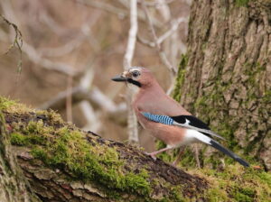Jay, by Trevor Baker
