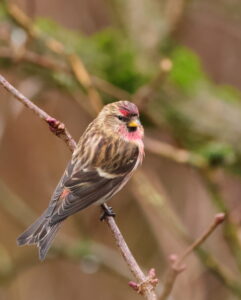 Lesser Redpoll, by Trevor Baker