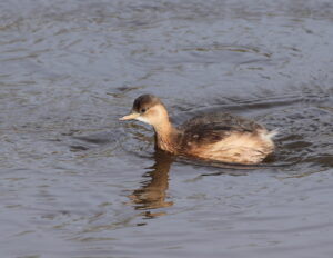 Little Grebe, by Trevor Baker