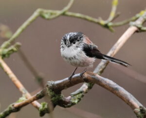 Long-Tailed Tit, by Trevor Baker