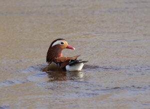 Mandarin Duck, by Trevor Baker