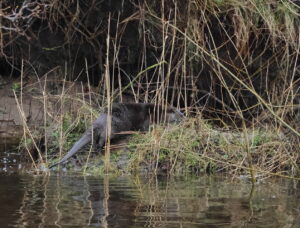 Otter, by Trevor Baker