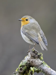 Robin, by Paul Newey