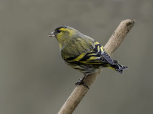 Siskin, by Paul Newey