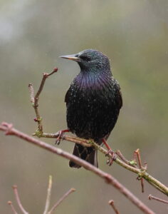 Starling, by Trevor Baker