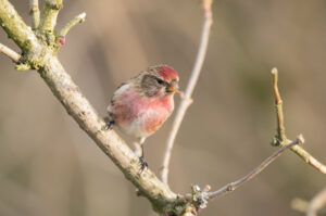 Redpoll, by David Mitchell