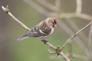 Redpoll, by David Mitchell