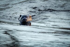 Otter, by Steve Black