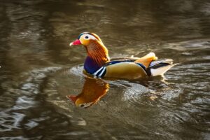 Mandarin Duck, by Steve Black