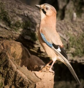 Jay, by Steve Black