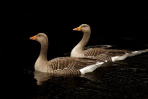 Geese, by Steve Black