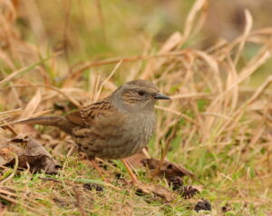 Dunnock, by Trevor Baker