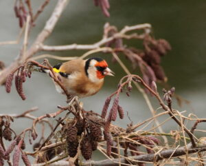 Goldfinch, by Trevor Baker