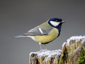 Great Tit, by Paul Newey