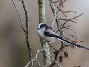 Long-Tailed Tit, by Trevor Baker