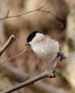 Marsh Tit, by Trevor Baker