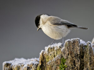 Marsh Tit, by Paul Newey