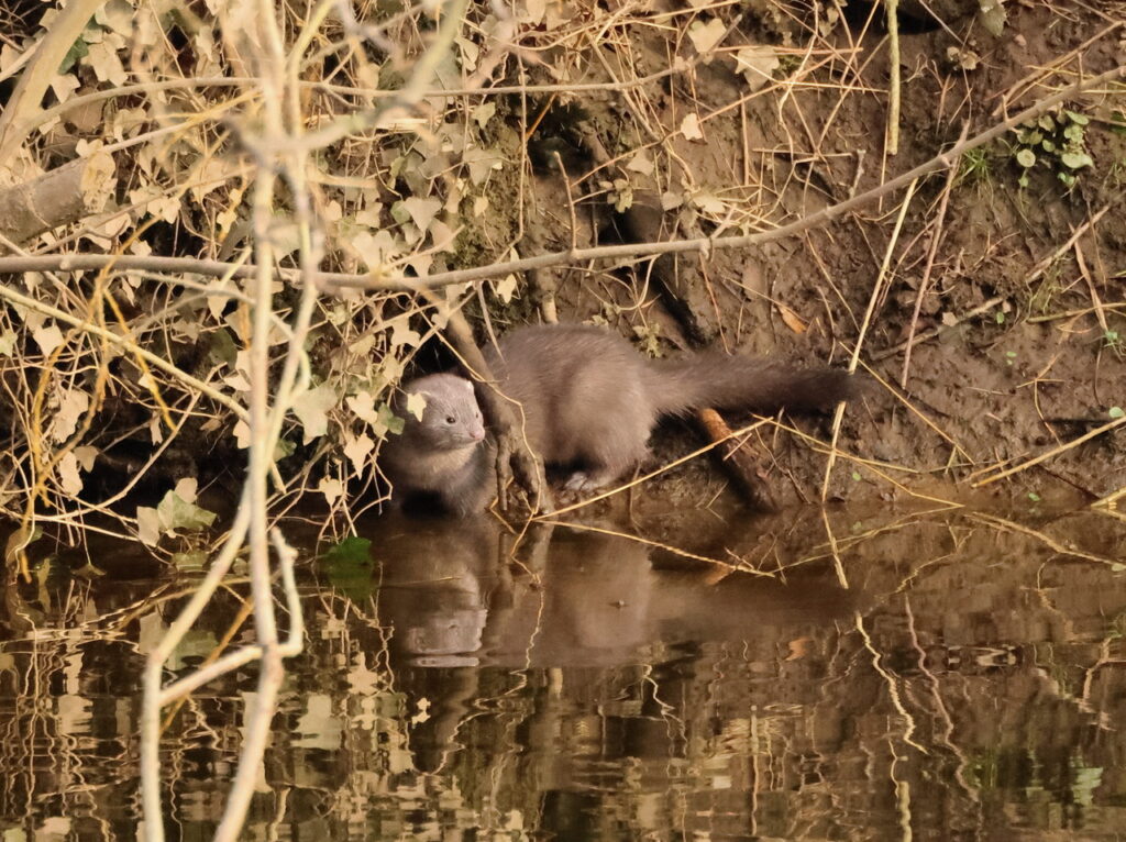 Mink, by Trevor Baker