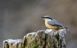 Nuthatch, by Paul Newey