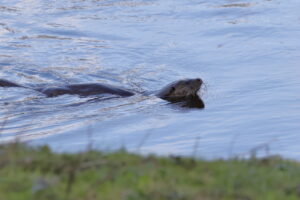 Otter, by Trevor Baker