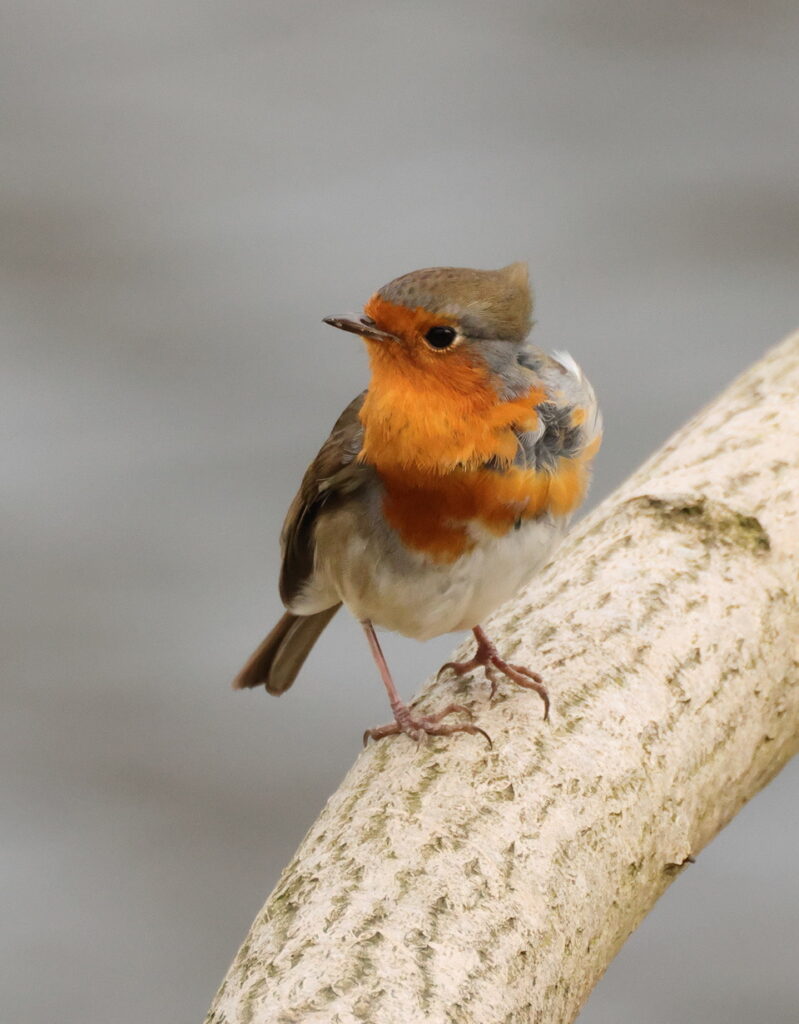 Robin, by Trevor Baker