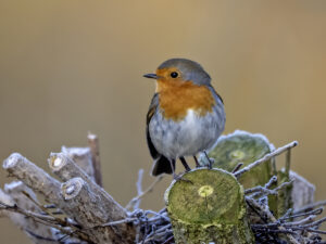 Robin, by Paul Newey
