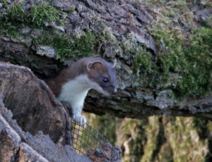 Stoat, by Trevor Baker