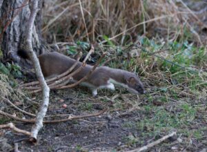 Stoat, by Trevor Baker