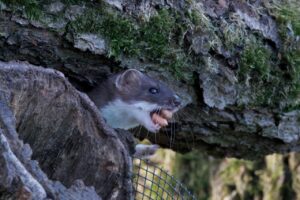 Stoat, by Trevor Baker