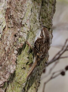Treecreeper, by Trevor Baker