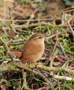 Wren, by Trevor Baker