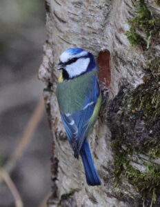 Blue Tit, by Trevor Baker