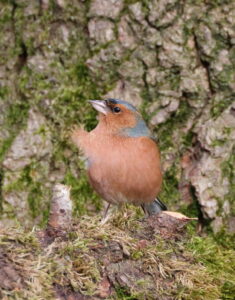 Chaffinch, by Trevor Baker
