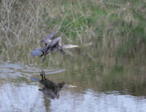 Cormorant, by Trevor Baker