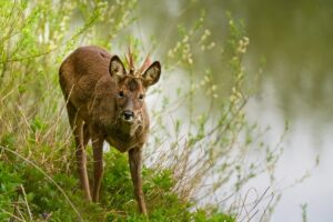 Roe Buck, by Steve Black