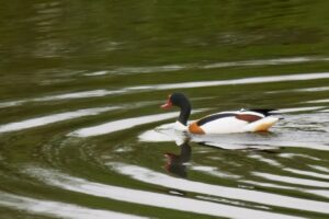 Shelduck, by Steve Black