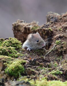 Field Vole, by Trevor Baker