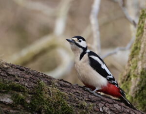 Great Spotted Woodpecker, by Trevor Baker
