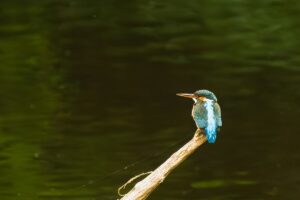 Kingfisher, by Steve Black