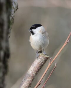 Marsh Tit, by Trevor Baker