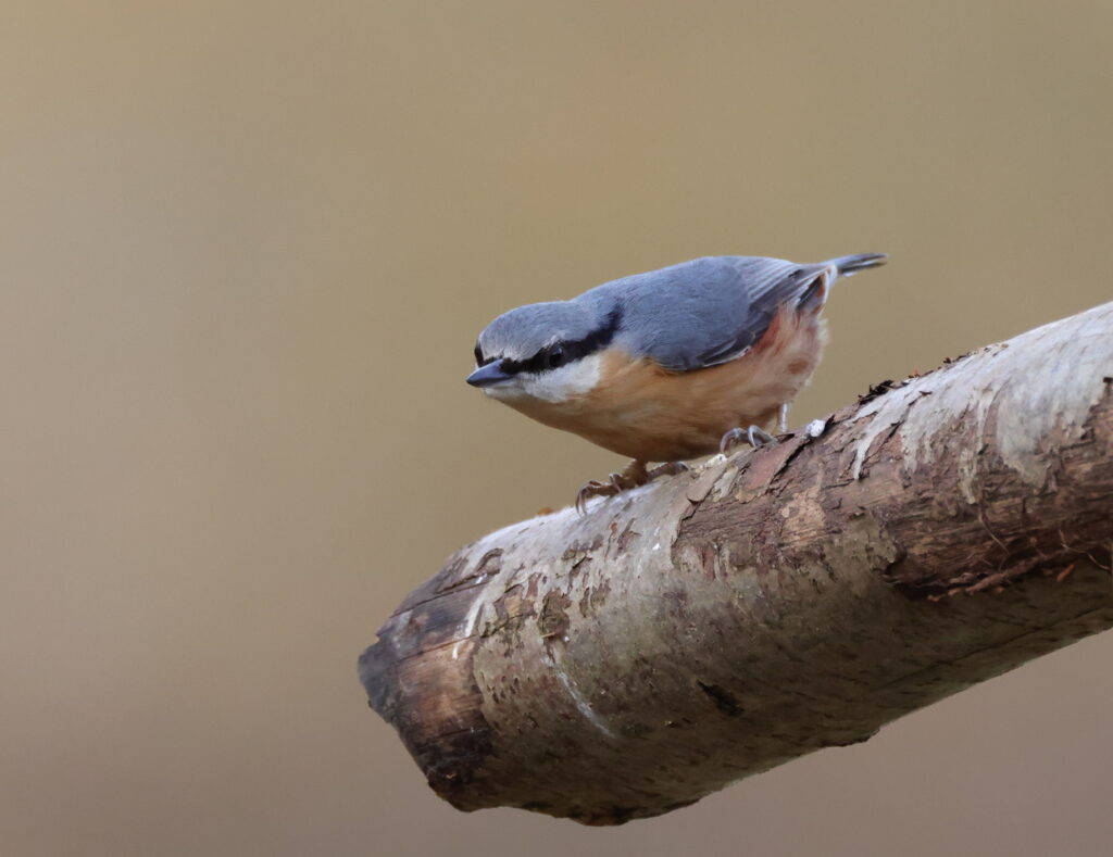Nuthatch, by Trevor Baker