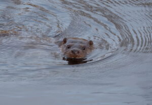 Otter, by Trevor Baker