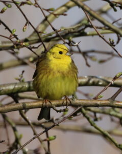 Yellowhammer, by Trevor Baker