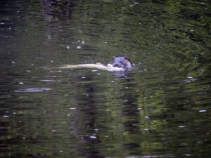 Otter on the river Ure