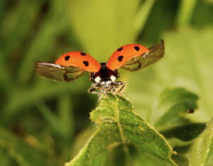7 Spot Ladybird Coccinella septempunctata