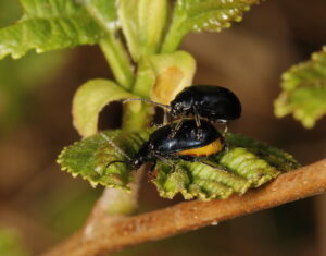 Alder Leaf Beetle Agelastica alni