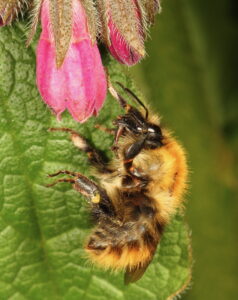 Common Carder Bumblebee Bombus pascuorum