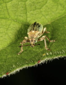 Common Leaf Weevil Phyllobius pyri