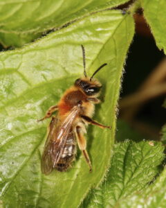 Coppice Mining Bee Andrena helvola