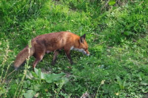 Fox, by Trevor Baker